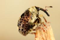 Cionus scrophulariae