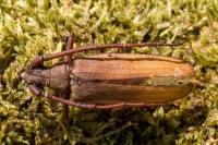 Aegosoma scabricorne
