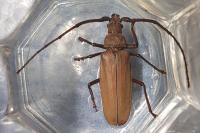 Aegosoma scabricorne