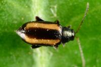 Phyllotreta vittula