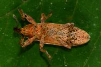 Lixus ochraceus