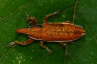 Lixus ochraceus