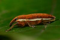 Lixus ochraceus