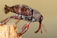 Curculio rubidus