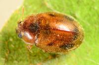 Rhyzobius chrysomeloides