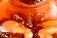 Rhyzobius chrysomeloides