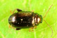 Crepidodera aurea
