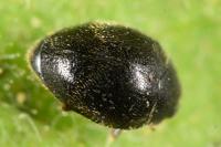 Stethorus pusillus
