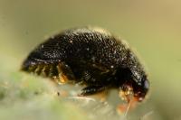 Stethorus pusillus