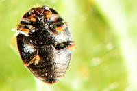Stethorus pusillus