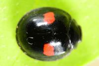 Chilocorus renipustulatus