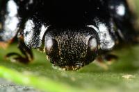 Chilocorus renipustulatus