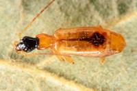 Demetrias monostigma