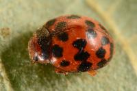 Subcoccinella vigintiquatuorpunctata