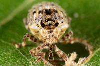Cionus alauda
