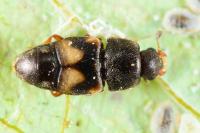 Carpophilus hemipterus