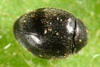 Stethorus pusillus