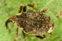 Parethelcus pollinarius