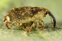 Parethelcus pollinarius