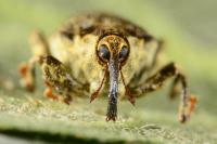 Parethelcus pollinarius