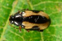 Phyllotreta ochripes