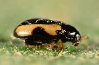 Phyllotreta ochripes