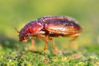 Bradycellus verbasci