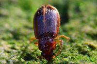 Bradycellus verbasci