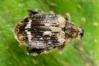 Orchestes hortorum