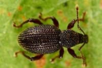 Otiorhynchus ligneus