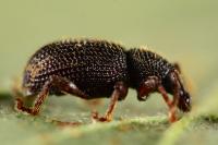 Otiorhynchus ligneus