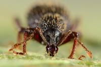 Otiorhynchus ligneus