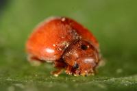 Subcoccinella vigintiquatuorpunctata