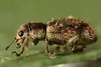 Andrion regensteinense