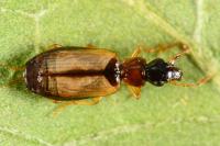 Philorhizus melanocephalus