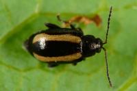 Phyllotreta undulata