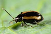 Phyllotreta undulata