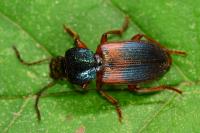 Gynandromorphus etruscus