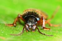 Gynandromorphus etruscus