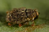 Ceutorhynchus pallidactylus