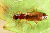 Paradromius linearis