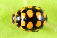 Coccinula quatuordecimpustulata