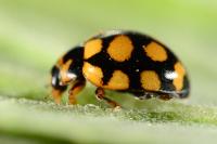 Coccinula quatuordecimpustulata