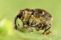 Nedyus quadrimaculatus