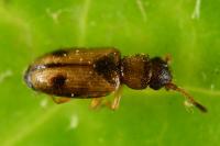 Psammoecus bipunctatus