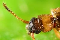 Psammoecus bipunctatus