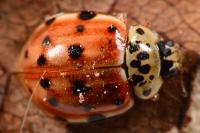 Harmonia quadripunctata