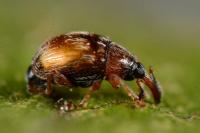 Nanophyes marmoratus