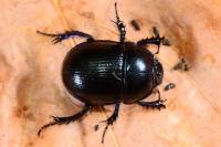 Anoplotrupes stercorosus