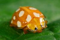 Halyzia sedecimguttata